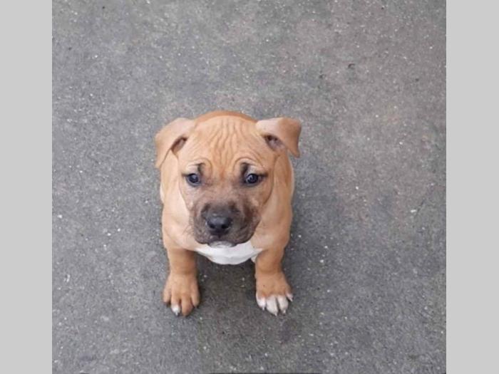 pit bul štanci besplatni mali oglasi
