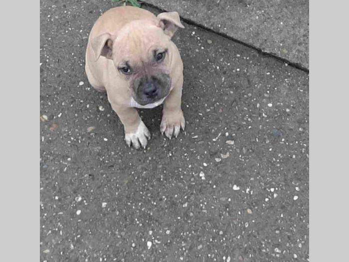 pit bul štanci besplatni mali oglasi