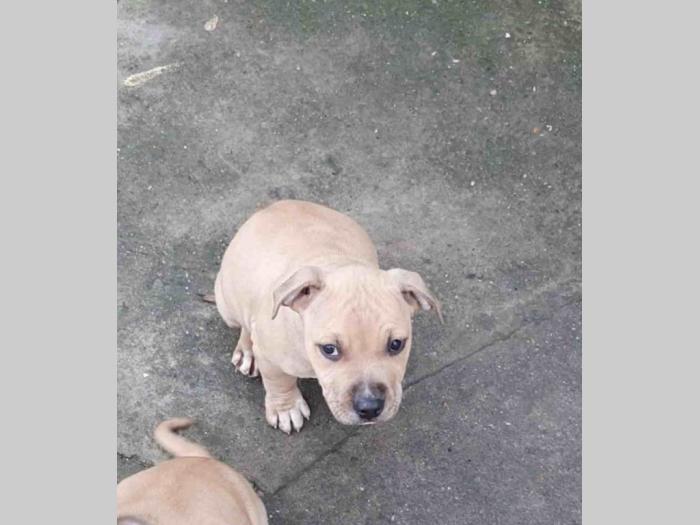 pit bul štanci besplatni mali oglasi