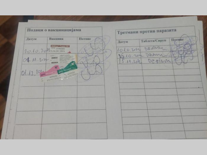 pit bul štanci besplatni mali oglasi