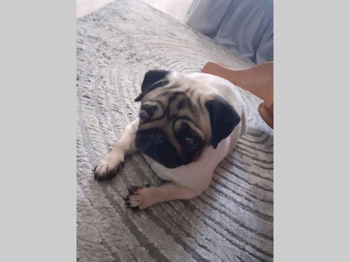 mops štenci besplatni mali oglasi