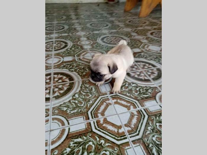 mops štenci besplatni mali oglasi
