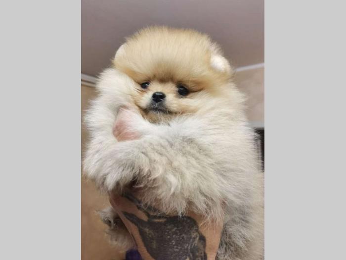 pomeranac boo štenci besplatni mali oglasi