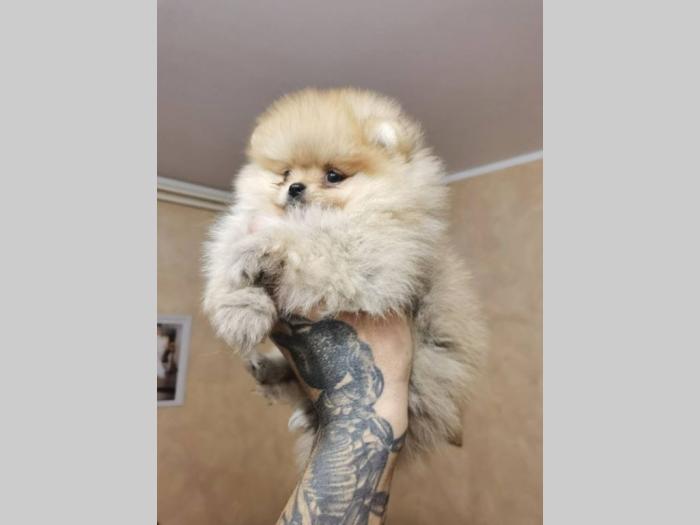 pomeranac boo štenci besplatni mali oglasi