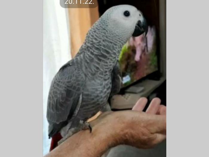 papagaji ručno hranjeni besplatni mali oglasi