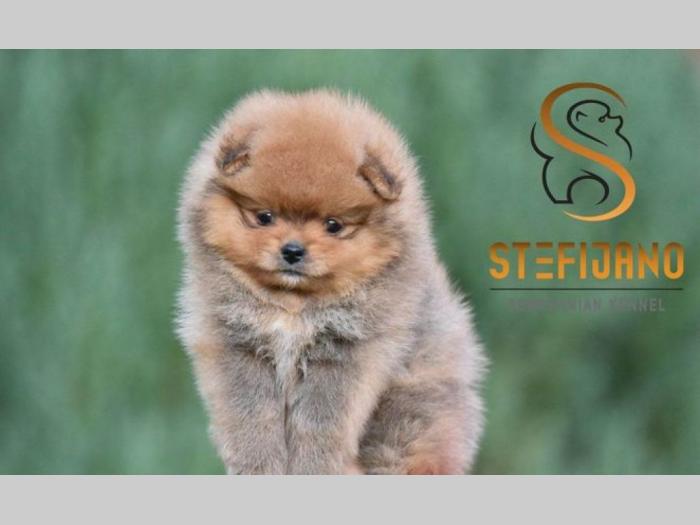 pomeranac boo štenci besplatni mali oglasi