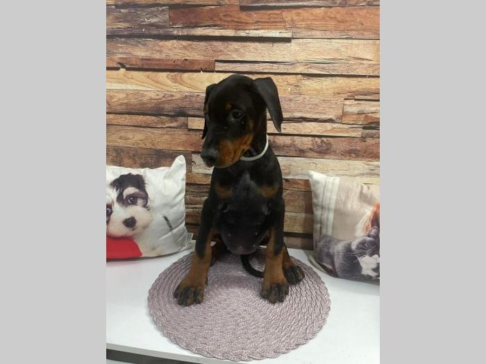 doberman štenci besplatni mali oglasi