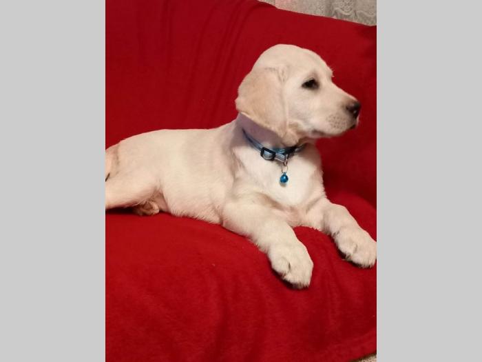 labrador retriver štenci besplatni mali oglasi