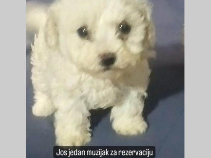 bišon štenci besplatni mali oglasi