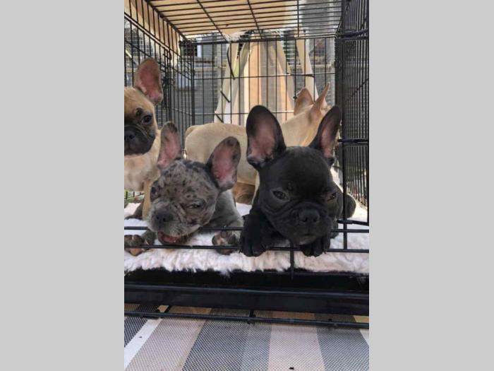 francuski buldog štenci besplatni mali oglasi