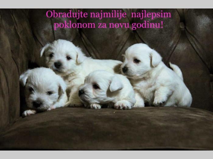zapadnoškotski terijer štenci besplatni mali oglasi
