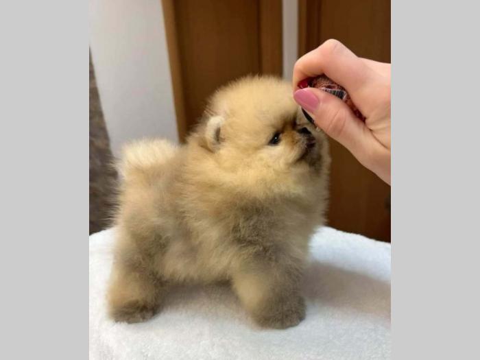 pomeranac štenci besplatni mali oglasi