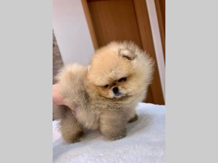 pomeranac štenci besplatni mali oglasi