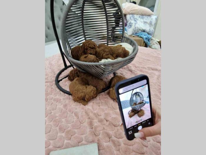 pudle (tzv toy) štenci besplatni mali oglasi