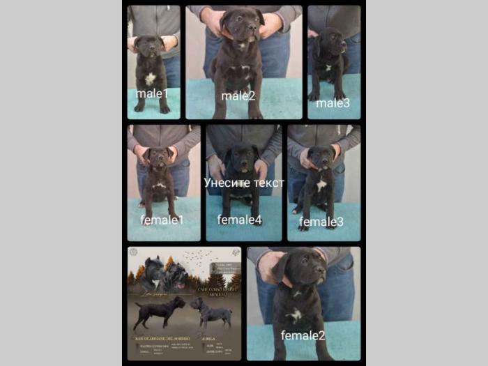 cane corso vrhunski štenci besplatni mali oglasi