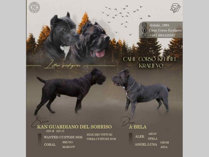 cane corso vrhunski štenci besplatni mali oglasi