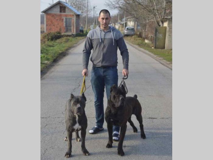 cane corso vrhunski štenci besplatni mali oglasi