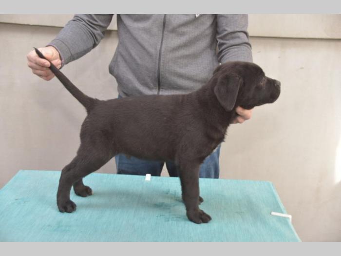 cane corso vrhunski štenci besplatni mali oglasi