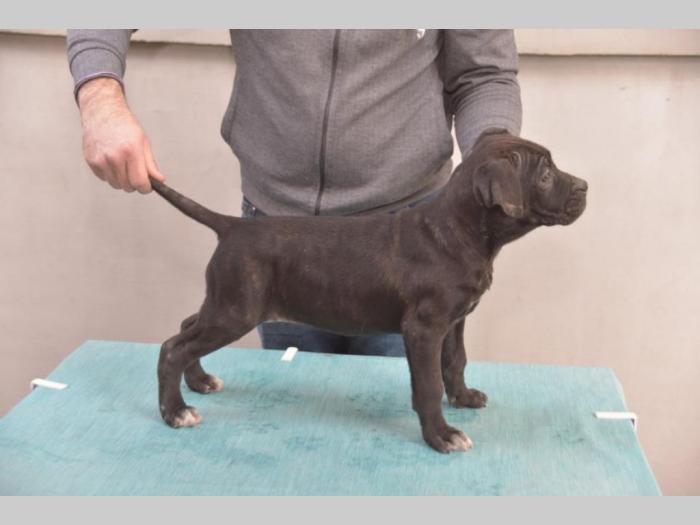 cane corso vrhunski štenci besplatni mali oglasi