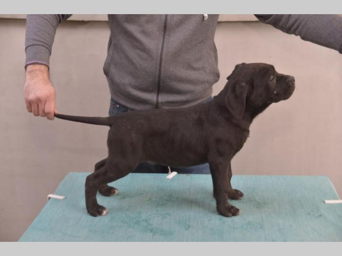 cane corso vrhunski štenci besplatni mali oglasi