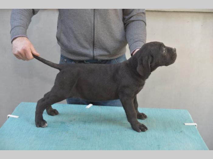 cane corso vrhunski štenci besplatni mali oglasi