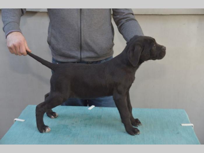cane corso vrhunski štenci besplatni mali oglasi
