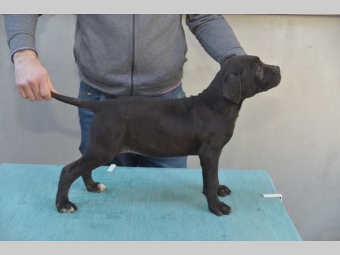 cane corso vrhunski štenci besplatni mali oglasi
