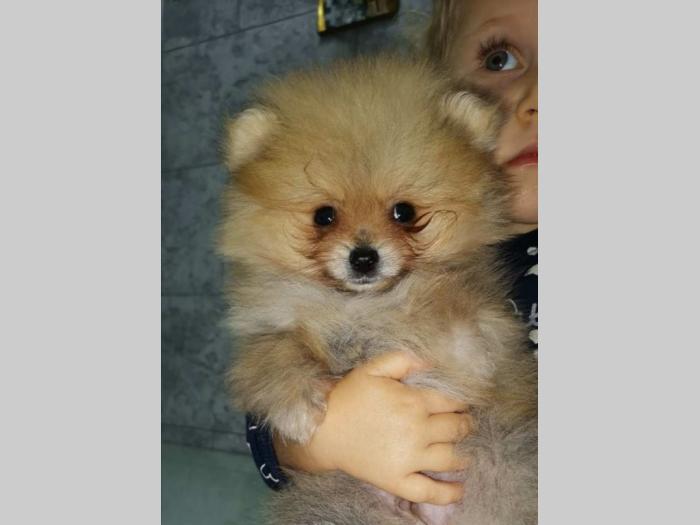 pomeranac boo besplatni mali oglasi