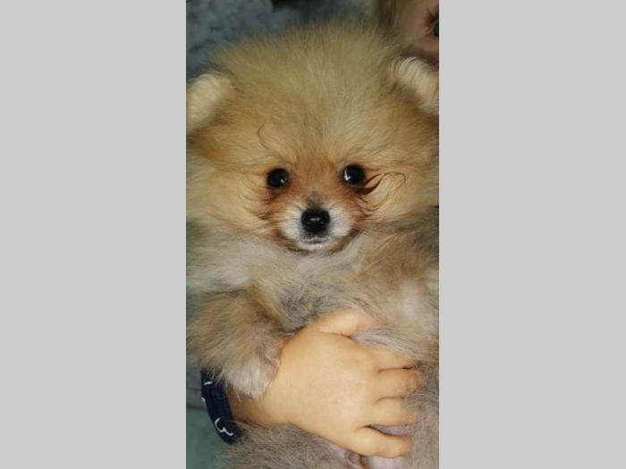 pomeranac boo besplatni mali oglasi