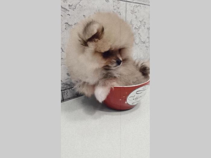pomeranac boo besplatni mali oglasi