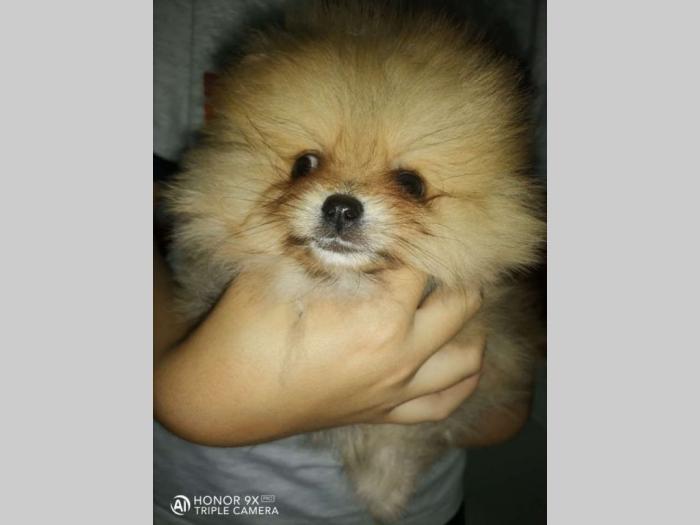 pomeranac boo besplatni mali oglasi
