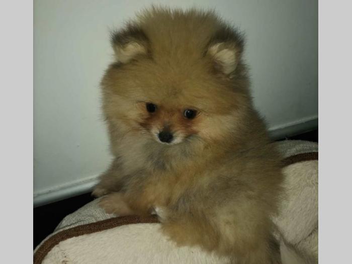 pomeranac boo besplatni mali oglasi