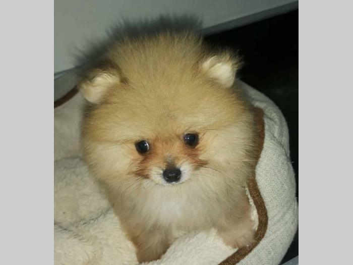 pomeranac boo besplatni mali oglasi