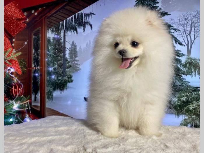 pomeranac boo štenci besplatni mali oglasi