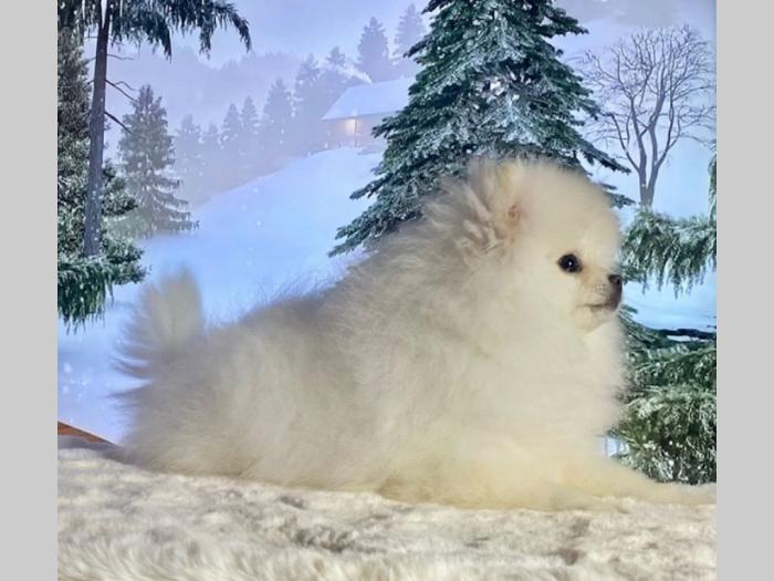 pomeranac boo štenci besplatni mali oglasi