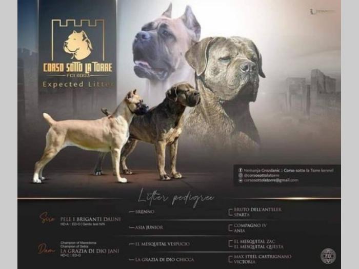 cane corso štenci besplatni mali oglasi