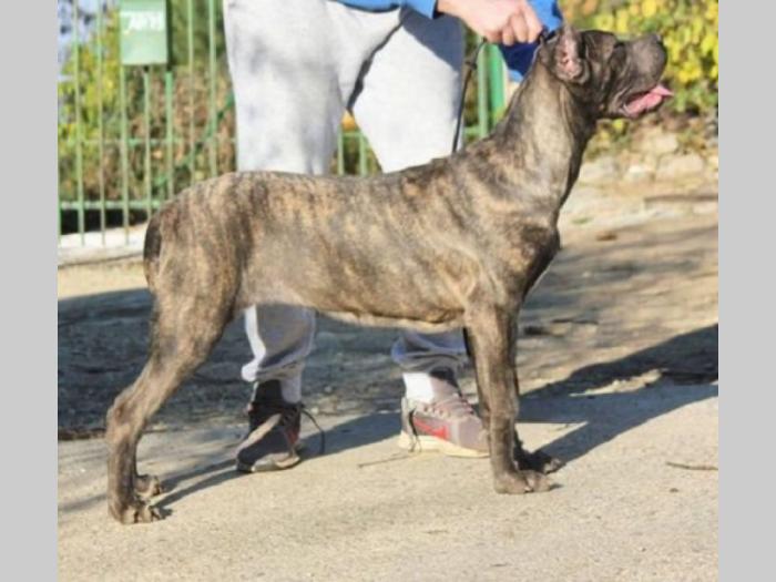 cane corso štenci besplatni mali oglasi