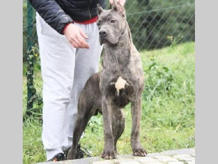 cane corso štenci besplatni mali oglasi