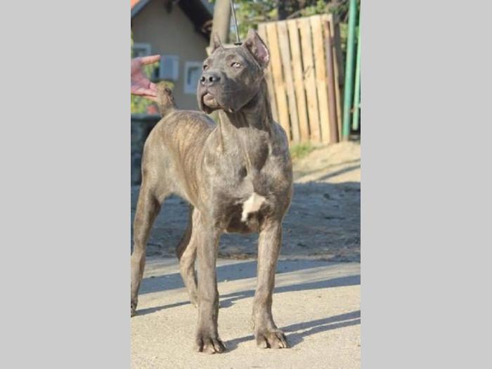 cane corso štenci besplatni mali oglasi