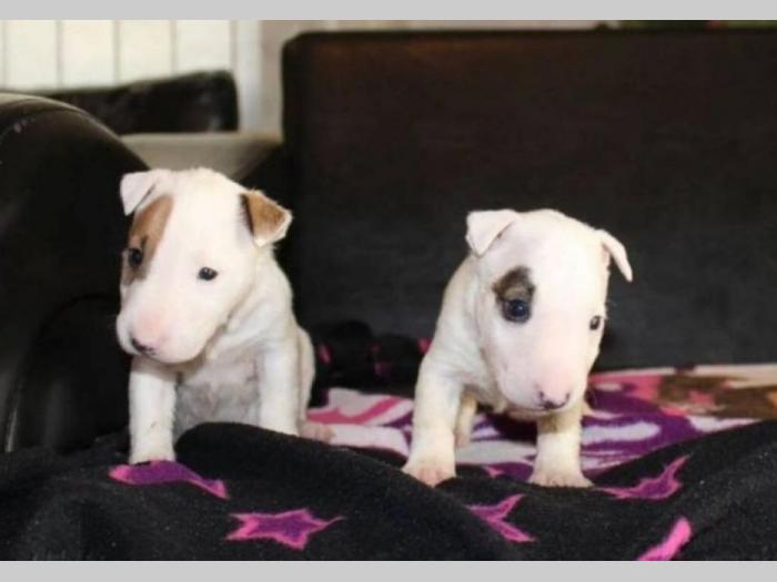 mini bul terijeri štenci besplatni mali oglasi