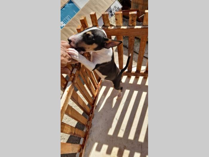 mini bul terijeri štenci besplatni mali oglasi