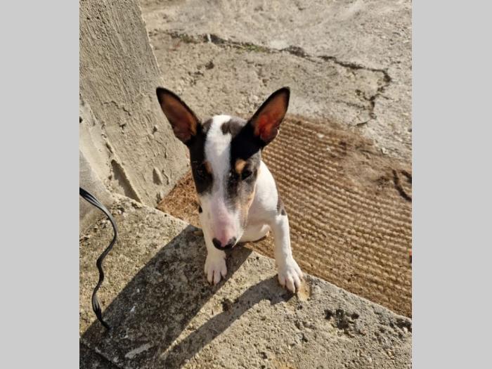 mini bul terijeri štenci besplatni mali oglasi