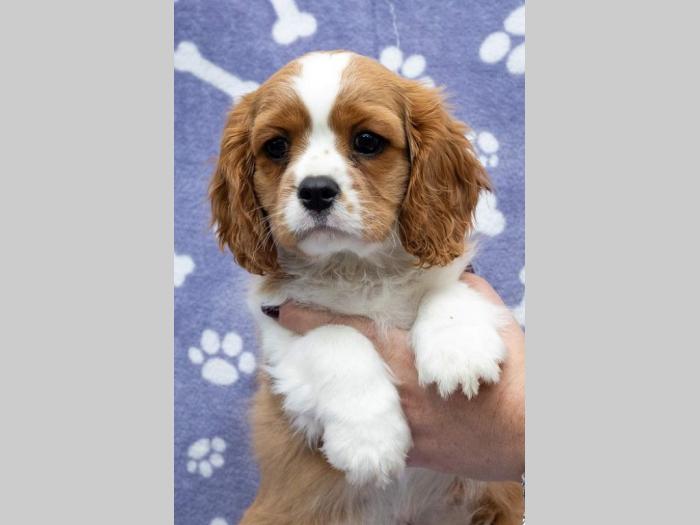 cavalir king charles spaniel štenci besplatni mali oglasi