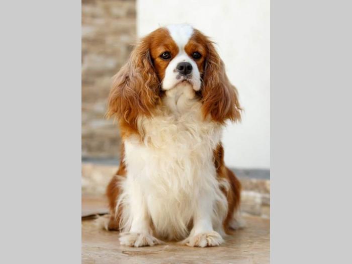 cavalir king charles spaniel štenci besplatni mali oglasi