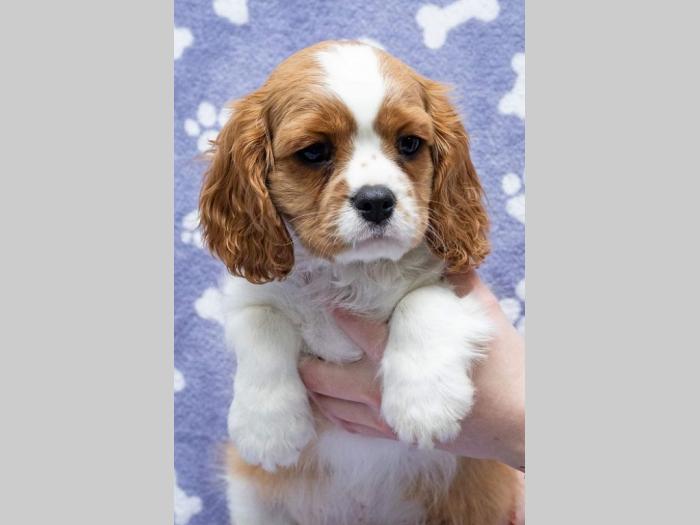 cavalir king charles spaniel štenci besplatni mali oglasi