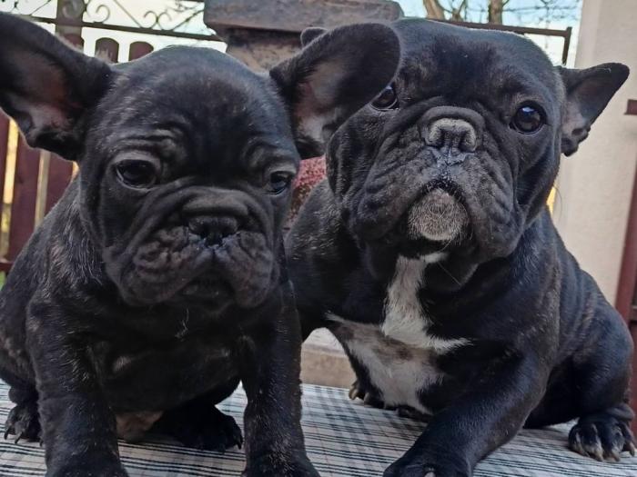 francuski buldog štene besplatni mali oglasi