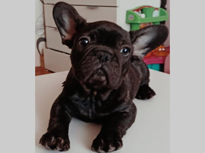francuski buldog štene besplatni mali oglasi