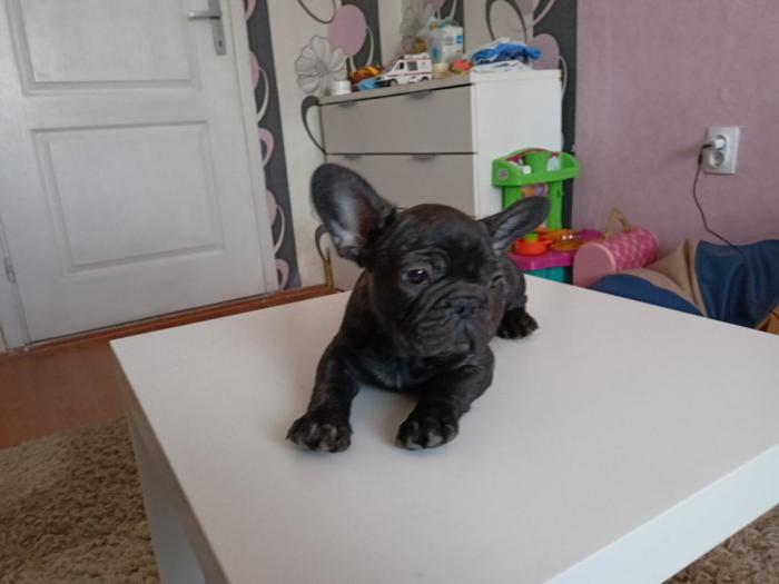 francuski buldog štene besplatni mali oglasi