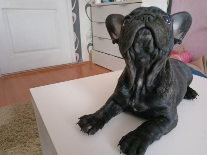 francuski buldog štene besplatni mali oglasi