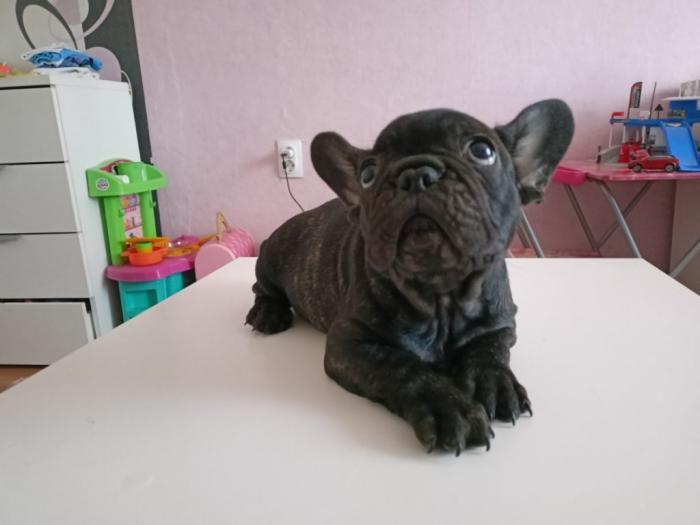 francuski buldog štene besplatni mali oglasi